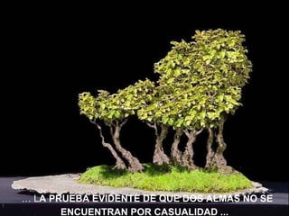 …  L A PRUEBA EVIDENTE DE QUE DOS ALMAS NO SE ENCUENTRAN POR CASUALIDAD ... 