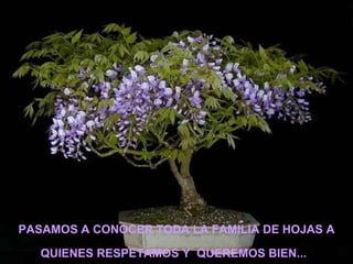 PASAMOS A CONOCER TODA LA FAMILIA DE HOJAS A QUIENES RESPETAMOS Y  QUEREMOS BIEN...   