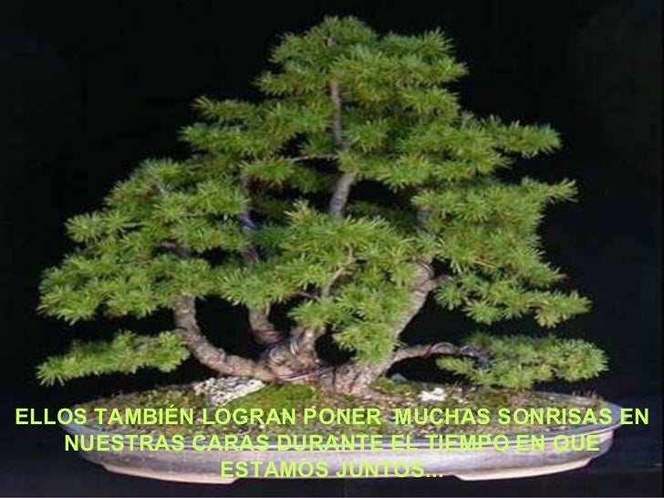 El Arbol De Papaya Hace Mucha Raiz