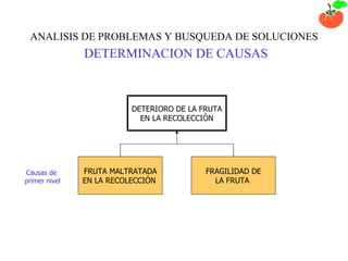 DETERIORO DE LA FRUTA EN LA RECOLECCIÓN FRUTA MALTRATADA EN LA RECOLECCIÓN  FRAGILIDAD DE LA FRUTA  Causas de  primer nivel ANALISIS DE PROBLEMAS Y BUSQUEDA DE SOLUCIONES   DETERMINACION DE CAUSAS 