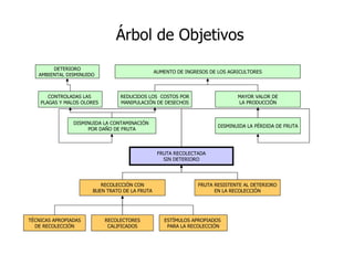 Árbol de Objetivos FRUTA RECOLECTADA SIN DETERIORO DISMINUIDA LA PÉRDIDA DE FRUTA DISMINUIDA LA CONTAMINACIÓN  POR DA Ñ O DE FRUTA CONTROLADAS LAS  PLAGAS Y MALOS OLORES  REDUCIDOS LOS  COSTOS POR MANIPULACIÓN DE DESECHOS MAYOR VALOR DE LA PRODUCCIÓN AUMENTO DE INGRESOS DE LOS AGRICULTORES DETERIORO AMBIENTAL DISMINUIDO  RECOLECCIÓN CON BUEN TRATO DE LA FRUTA FRUTA RESISTENTE AL DETERIORO EN LA RECOLECCIÓN ESTÍMULOS APROPIADOS  PARA LA RECOLECCIÓN TÉCNICAS APROPIADAS DE RECOLECCIÓN RECOLECTORES CALIFICADOS 