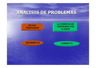 ANALISIS DE PROBLEMAS

                 LA COSECHA ES
     NO HAY
                 DESTRUIDA POR
   PESITICIDAS
                     PLAGAS




   INCORRECTO      CORRECTO
 