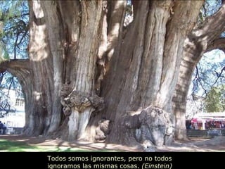 Todos somos ignorantes, pero no todos ignoramos las mismas cosas.  (Einstein) 