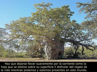 Hay que dejarse llevar suavemente por la corriente como la  hoja que se desliza sobre su superficie.Y disfrutar del regalo de  la vida mientras podamos y estemos presentes en este mundo. 
