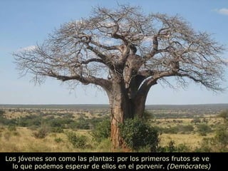 Los jóvenes son como las plantas: por los primeros frutos se ve  lo que podemos esperar de ellos en el porvenir.  (Demócrates)  