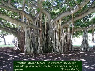 Juventud, divino tesoro, te vas para no volver. Cuando quiero llorar  no lloro y a veces lloro sin querer.  (Rubén Darío) 