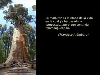 La madurez es la etapa de la vida en la cual ya ha pasado la tempestad...pero aun continúa relampagueando.   (Francisco Arámburo) 