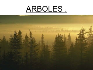 ARBOLES . 