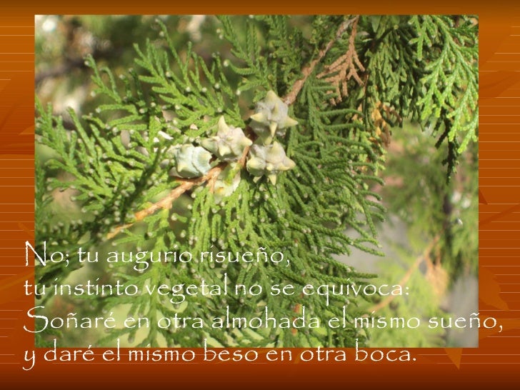 Arboles Y Poesia