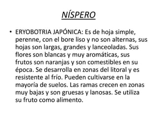 NÍSPERO
• ERYOBOTRIA JAPÓNICA: Es de hoja simple,
perenne, con el bore liso y no son alternas, sus
hojas son largas, grandes y lanceoladas. Sus
flores son blancas y muy aromáticas, sus
frutos son naranjas y son comestibles en su
época. Se desarrolla en zonas del litoral y es
resistente al frío. Pueden cultivarse en la
mayoría de suelos. Las ramas crecen en zonas
muy bajas y son gruesas y lanosas. Se utiliza
su fruto como alimento.

 