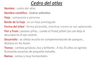 Cedro del atlas
Nombre : cedro del atlas
Nombre cientifico : Cedrus atlantica
Hoja : compuesta y perenne
Borde de la hoja : es un hoja puntiaguda
Forma del árbol : forma piramidal, mientras crecen se van aplanando
Flor y fruto : poseen piñas , cundo el fruto( piñón )se cae deja al
descubierto el eje central .
Desarrollo : se utiliza mucho en complementación de parques ,
destaca en los Aurés
Tronco : corteza grisácea ,lisa y brillante . A los 25 años se agrieta
formando escamas de pequeño tamaño.
Ramas : cortas y muy horizontales.

 