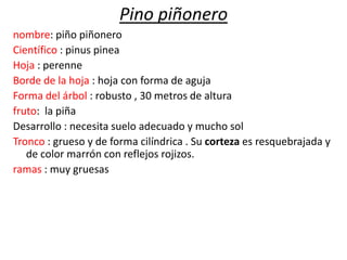 Pino piñonero
nombre: piño piñonero
Científico : pinus pinea
Hoja : perenne
Borde de la hoja : hoja con forma de aguja
Forma del árbol : robusto , 30 metros de altura
fruto: la piña
Desarrollo : necesita suelo adecuado y mucho sol
Tronco : grueso y de forma cilíndrica . Su corteza es resquebrajada y
de color marrón con reflejos rojizos.
ramas : muy gruesas

 