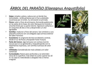 ÁRBOL DEL PARAÍSO (Elaeagnus Angustifolia)
•
•

•
•
•

•
•

Hojas: simples y plana, caduca con un borde liso,
lanceoladas , verde-grisáceas por el haz y plateadoescamosas por el envés. Su nerviación es pinnada.
Flores: salen a fines de primavera, formando pedúnculos
en las axilas de la hojas, de color blanquecino tirando a
amarillo limón por su parte interior. Aparecen solitarias o
en conjuntos de dos o tres y desprenden un olor
agradable
Semillas: maduran a fines del verano. Son similares a una
pequeña aceituna con una delgada capa carnosa exterior
de sabor harinoso
Ecosistema: Es originario de Asia occidental y central,
desde el sur de Rusia y Kazajistán hasta Turquía.
Parte del tronco: algo tortuoso con corteza marrón
oscuro que se va agrietando y resquebrajando con la
edad Ramas espinosas, con ramillas lustrosas de color
rojizo.
Utilidades: Considerada de mala calidad y sin valor
comercial.
Curiosidades: Raíces poco profundas y se extienden
cerca de la superficie. Este árbol no suele superar los 10
m. Su copa es redondeada o alargada más o menos
irregular.

 