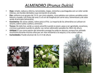 ALMENDRO (Prunus Dulcis)
•
•
•
•
•
•

Hoja: simple, caduca y alterna, lanceoladas, largas, estrechas y puntiagudas con un color verde
intenso, con bordes dentados cuya nerviación es pinada.
Flor: solitaria o en grupos de 2 ó 4, con cinco sépalos, cinco pétalos con colores variables entre
blanco y rosado. Los frutos de unos 3 a 6 cm de longitud con carne seca, tomentosos y de color
verde al principio (almendra).
Ecosistema: De zonas cálidas, tolera poco el frío. La mayoría de los almendros se cultivan en
secano, sobre suelos sueltos y arenosos.
Tronco: De tallo liso, verde y a veces amarillo cuando es joven, pasa a ser agrietado, escamoso,
cremoso y grisáceo cuando es adulto. Las ramas sobresalen pasados los 30cm de altura.
Utilidad: El uso como patrón del almendro amargo ha caído en desuso, aunque fue utilizado
muchísimo durante muchos años por ser más resistente a la sequía y a los suelos calizos.
Curiosidades: Puede alcanzar de 3 a 5 m de altura

 