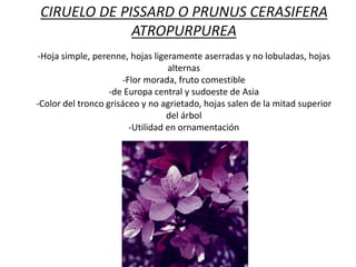 CIRUELO DE PISSARD O PRUNUS CERASIFERA
ATROPURPUREA
-Hoja simple, perenne, hojas ligeramente aserradas y no lobuladas, hojas
alternas
-Flor morada, fruto comestible
-de Europa central y sudoeste de Asia
-Color del tronco grisáceo y no agrietado, hojas salen de la mitad superior
del árbol
-Utilidad en ornamentación

 