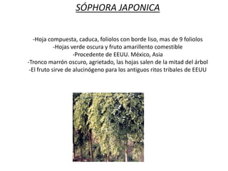 SÓPHORA JAPONICA
-Hoja compuesta, caduca, foliolos con borde liso, mas de 9 foliolos
-Hojas verde oscura y fruto amarillento comestible
-Procedente de EEUU. México, Asia
-Tronco marrón oscuro, agrietado, las hojas salen de la mitad del árbol
-El fruto sirve de alucinógeno para los antiguos ritos tribales de EEUU

 