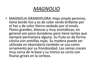 MAGNOLIO
• MAGNOLIA GRANDIFLORA: Hoja simple perenne,
tiene borde liso y es de color verde brillante por
el haz y de color hierro oxidado por el envés.
Flores grandes, blancas y muy aromáticas, en
general son poco duraderas pero tiene tantas que
siempre permanece alguna. Su fruto es de forma
cónica con semillas rojas. Su madera puede ser
utilizada en ebanistería también se usa como
ornamento por su frondosidad. Las ramas crecen
muy cerca de la base y su tronco es corto con
fisuras grises en la corteza.

 