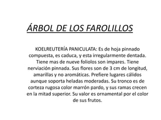 ÁRBOL DE LOS FAROLILLOS
KOELREUTERÍA PANICULATA: Es de hoja pinnado
compuesta, es caduca, y esta irregularmente dentada.
Tiene mas de nueve foliolos son impares. Tiene
nerviación pinnada. Sus flores son de 3 cm de longitud,
amarillas y no aromáticas. Prefiere lugares cálidos
aunque soporta heladas moderadas. Su tronco es de
corteza rugosa color marrón pardo, y sus ramas crecen
en la mitad superior. Su valor es ornamental por el color
de sus frutos.

 