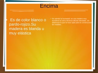 Encima
● Es de color blanco o
pardo-rojizo.Su
madera es blanda u
muy elástica
● No admite la humedad; es una madera muy
duradera en seco.Alcanza alturas elevadas, sin
alabearse lo que la hace apta para la construcción
de maśtiles.
 