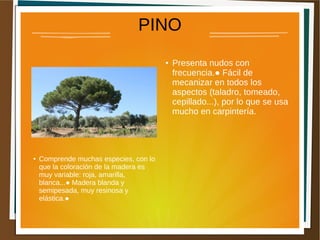 PINO
● Presenta nudos con
frecuencia.● Fácil de
mecanizar en todos los
aspectos (taladro, tomeado,
cepillado...), por lo que se usa
mucho en carpintería.
● Comprende muchas especies, con lo
que la coloración de la madera es
muy variable: roja, amarilla,
blanca...● Madera blanda y
semipesada, muy resinosa y
elástica.●
 