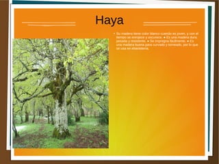 Haya
● Su madera tiene color blanco cuendo es joven, y con el
tiempo se enrojece y oscurece. ● Es una madera dura,
pesada y resistente. ● Se impregna fácilmente. ● Es
una madera buena para curvado y torneado, por lo que
se usa en ebanistería.
 