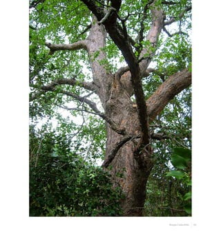 95Bosque Caducifolio
 