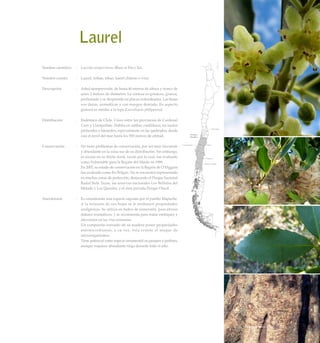 Laurel
Nombre científico	 :	 Laurelia sempervirens (Ruiz et Pav.) Tul.
Nombre común	 :	 Laurel, trihue, tihue, laurel chileno o triwe.
Descripción	 :	 Arbol siempreverde, de hasta 40 metros de altura y tronco de
unos 2 metros de diámetro. La corteza es grisácea, gruesa,
perfumada y se desprende en placas redondeadas. Las hojas
son duras, aromáticas y con margen dentado. En aspecto
general es similar a la tepa (Laureliopsis philippiana).
Distribución	 :	 Endémico de Chile. Crece entre las provincias de Cardenal
Caro y Llanquihue. Habita en ambas cordilleras, en suelos
profundos y húmedos, especialmente en las quebradas, desde
casi el nivel del mar hasta los 950 metros de altitud.
Conservación	 :	 No tiene problemas de conservación, por ser muy frecuente
y abundante en la zona sur de su distribución. Sin embargo,
es escaso en su límite norte, razón por la cual, fue evaluado
como Vulnerable para la Región del Maule en 1989.
		 En 2007, su estado de conservación en la Región de O’Higgins
fue evaluado como En Peligro. No se encuentra representado
en muchas zonas de protección, destacando el Parque Nacional
Radal Siete Tazas, las reservas nacionales Los Bellotos del
Melado y Los Queules, y el área privada Parque Oncol.
Anecdotario	 :	 Es considerada una especie sagrada por el pueblo Mapuche.
		 A la infusión de sus hojas se le atribuyen propiedades
analgésicas. Se utiliza en baños de inmersión, para aliviar
dolores reumáticos, y se recomienda para tratar estitiquez y
afecciones en las vías urinarias.
		 Un compuesto extraído de su madera posee propiedades
antimicrobianas, a su vez, ésta resiste el ataque de
microorganismos.
		 Tiene potencial como especie ornamental en parques y jardines,
aunque requiere abundante riego durante todo el año.
97Bosque Caducifolio
 