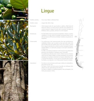 Lingue
Nombre científico	 :	 Persea lingue (Miers ex Bertero) Nees
Nombre común	 :	 Lingue, liñe, litchi o linge.
Descripción	 :	 Arbol siempreverde, de copa frondosa y globosa. Mide hasta 30
metros de altura y su tronco alcanza unos 80 cm de diámetro. La
corteza es gruesa y rugosa, de color café a cenicienta. Las hojas son
brillantes, duras y grandes, de hasta 12 cm de longitud.
Distribución	 :	 En Chile habita entre las provincias de Quillota y Palena, en ambas
cordilleras y el valle central. Es posible encontrarlo desde el nivel
del mar hasta los 900 metros de altitud. También está presente en
Argentina.
Conservación	 :	 Las poblaciones más septentrionales han sido notablemente
explotadas, debido a que su madera es muy apreciada, sobre todo
para la fabricación de muebles finos. En la zona central y austral
de su rango de distribución es difícil encontrar ejemplares de gran
tamaño debido a su explotación, aunque es una especie abundante
en dicha área.
		 En 2008, se oficializó el estado de conservación de las poblaciones
presentes entre Quillota y Colchagua como Vulnerable.
		 Las poblaciones ubicadas entre Curicó y Palena fueron evaluadas
como Fuera de Peligro, debido a su mayor abundancia. Se encuentra
protegido en los parques nacionales La Campana, Radal Siete Tazas
y Vicente Peréz Rosales; y en las reservas nacionales Río Clarillo,
Los Ruiles y Los Queules, y en el Monumento Natural Contulmo.
Anecdotario	 :	 Su corteza es rica en taninos, por lo que se utiliza en curtiembres y
para teñir de color café.
		 Las hojas y frutos son tóxicos para el ganado, sin embargo, estos
últimos son muy apetecidos por las torcazas.
		 Las hojas se emplean en medicina popular como astringente y los
frutos para preparar chicha.
Arboles Nativos de Chile98
 