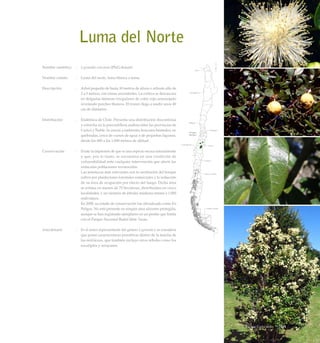 Luma del Norte
Nombre científico	 :	 Legrandia concinna (Phil.) Kausel
Nombre común	 :	 Luma del norte, luma blanca o luma.
Descripción	 :	 Arbol pequeño de hasta 10 metros de altura o arbusto alto de
2 a 5 metros, con ramas ascendentes. La corteza se descascara
en delgadas láminas irregulares de color rojo-anaranjado
revelando parches blancos. El tronco llega a medir unos 40
cm de diámetro.
Distribución	 :	 Endémica de Chile. Presenta una distribución discontinua
y estrecha en la precordillera andina entre las provincias de
Curicó y Ñuble. Se asocia a ambientes boscosos húmedos, en
quebradas, cerca de cursos de agua o de pequeñas lagunas,
desde los 400 a los 1.000 metros de altitud.
Conservación	 :	 Existe la impresión de que es una especie escasa naturalmente
y que, por lo tanto, se encuentra en una condición de
vulnerabilidad ante cualquier intervención que afecte las
reducidas poblaciones reconocidas.
		 Las amenazas más relevantes son la sustitución del bosque
nativo por plantaciones forestales comerciales y la reducción
de su área de ocupación por efecto del fuego. Dicha área
se estima en menos de 75 hectáreas, distribuidas en cinco
localidades, y un número de árboles maduros menor a 1.000
individuos.
		 En 2008, su estado de conservación fue oficializado como En
Peligro. No está presente en ningún área silvestre protegida,
aunque se han registrado ejemplares en un predio que limita
con el Parque Nacional Radal Siete Tazas.
Anecdotario	 :	 Es el único representante del género Legrandia y se considera
que posee características primitivas dentro de la familia de
las mirtáceas, que también incluye otros árboles como los
eucaliptos y arrayanes.
101Bosque Caducifolio
 