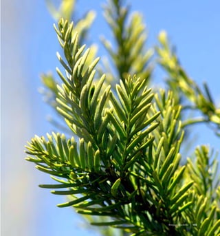 103Bosque Caducifolio
 