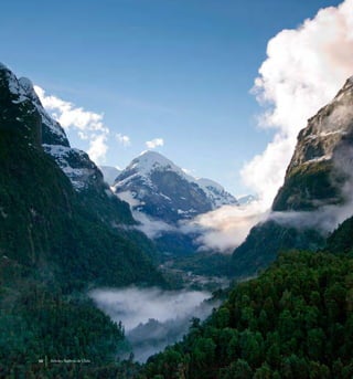 Arboles Nativos de Chile10
 