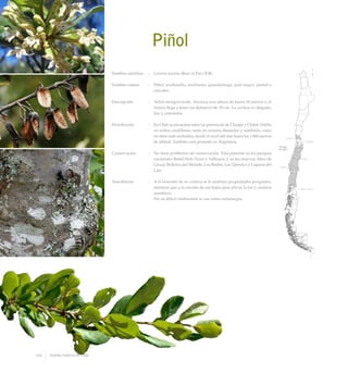 Piñol
Nombre científico	 :	 Lomatia dentata (Ruiz et Pav.) R.Br.
Nombre común	 :	 Piñol, avellanillo, avellanito, guardafuego, palo negro, piañol o
corcolén.
Descripción	 :	 Arbol siempreverde. Alcanza una altura de hasta 10 metros y el
tronco llega a tener un diámetro de 30 cm. La corteza es delgada,
lisa y cenicienta.
Distribución	 :	 En Chile se encuentra entre las provincias de Choapa y Chiloé. Habita
en ambas cordilleras, tanto en sectores húmedos y sombríos, como
en sitios más asoleados, desde el nivel del mar hasta los 1.800 metros
de altitud. También está presente en Argentina.
Conservación	 :	 No tiene problemas de conservación. Está presente en los parques
nacionales Radal Siete Tazas y Tolhuaca; y en las reservas Altos de
Lircay, Bellotos del Melado, Los Ruiles, Los Queules y Laguna del
Laja.
Anecdotario	 :	 A la infusión de su corteza se le atribuye propiedades purgantes,
mientras que a la cocción de sus hojas para aliviar la tos y cuadros
asmáticos.
		 Por su difícil combustión se usa como cortafuegos.
106 Arboles Nativos de Chile
 