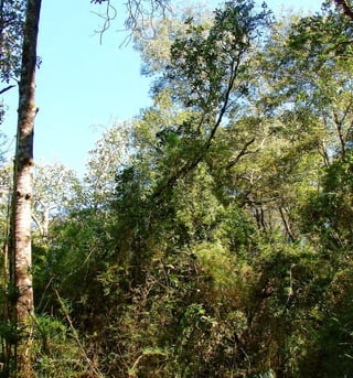 Arboles Nativos de Chile108
 