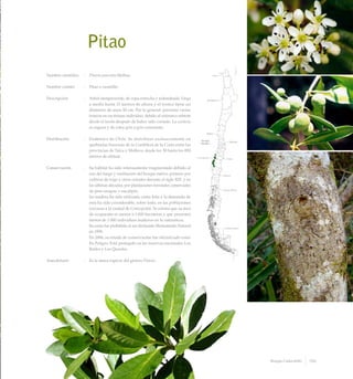 Pitao
Nombre científico	 :	 Pitavia punctata Molina
Nombre común	 :	 Pitao o canelillo.
Descripción	 :	 Arbol siempreverde, de copa estrecha y redondeada. Llega
a medir hasta 15 metros de altura y el tronco tiene un
diámetro de unos 50 cm. Por lo general, presenta varios
troncos en un mismo individuo, debido al extensivo rebrote
desde el tocón después de haber sido cortado. La corteza
es rugosa y de color gris a gris-ceniciento.
Distribución	 :	 Endémico de Chile. Se distribuye exclusivamente en
quebradas boscosas de la Cordillera de la Costa entre las
provincias de Talca y Malleco, desde los 30 hasta los 850
metros de altitud.
Conservación	 :	 Su hábitat ha sido intensamente fragmentado debido al
uso del fuego y sustitución del bosque nativo, primero por
cultivos de trigo y otros cereales durante el siglo XIX, y en
las últimas décadas, por plantaciones forestales comerciales
de pino insigne y eucalipto.
		 Su madera ha sido utilizada como leña y la demanda de
esta ha sido considerable, sobre todo, en las poblaciones
cercanas a la ciudad de Concepción. Se estima que su área
de ocupación es menor a 1.000 hectáreas y que persisten
menos de 1.000 individuos maduros en la naturaleza.
		 Su corta fue prohibida al ser declarado Monumento Natural
en 1995.
		 En 2006, su estado de conservación fue oficializado como
En Peligro. Está protegido en las reservas nacionales Los
Ruiles y Los Queules.
Anecdotario	 :	 Es la única especie del género Pitavia.
109Bosque Caducifolio
 