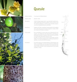 Queule
Nombre científico	 :	 Gomortega keule (Molina) Baillon
Nombre común	 :	 Queule o keule.
Descripción	 :	 Arbol de follaje siempreverde y copa piramidal cuando joven.
Llega a medir hasta 30 metros de altura y posee un tronco recto
de 1 metro de diámetro. La corteza es gris-cenicienta, rugosa y
con fisuras longitudinales poco profundas.
Distribución	 :	 Endémico de Chile. Se distribuye exclusivamente en la Cordillera
de la Costa entre las provincias de Cauquenes y Arauco, desde
los 10 hasta los 700 metros de altitud.
Conservación	 :	 En la actualidad se conocen muy pocas poblaciones de esta
especie, cuyo hábitat ha sido intensamente sustituido por
plantaciones forestales de especies exóticas. Su tala fue prohibida
al ser declarado Monumento Natural en 1995.
		 En 2006, su estado de conservación fue oficializado como En
Peligro. Se encuentra protegido sólo en la Reserva Nacional Los
Queules, en un área de sólo 147 hectáreas.
Anecdotario	 :	 Es la única especie en su familia botánica, Gomortegaceae. Sus
frutos son comestibles y eran muy apreciados para la elaboración
de mermelada. También hay antecedentes de su utilización como
fruta cocida al almíbar y para la preparación de una bebida
alcohólica o chicha.
Arboles Nativos de Chile110
 