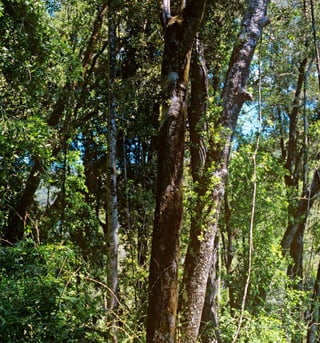 20 w x 30 h
111Bosque Caducifolio
 