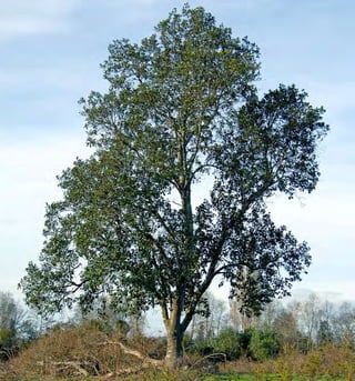 Arboles Nativos de Chile112
 