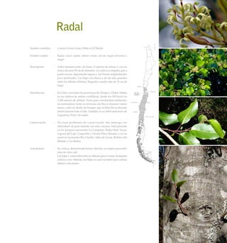Radal
Nombre científico	 :	 Lomatia hirsuta (Lam.) Diels ex J.F.Macbr.
Nombre común	 :	 Radal, raral, radán, rabral, rarán, ral-ral, nogal silvestre o
nogal.
Descripción	 :	 Arbol siempreverde, de hasta 15 metros de altura y con un
tronco de unos 90 cm de diámetro. La corteza es delgada, gris a
pardo oscura, ligeramente rugosa y con fisuras longitudinales
poco profundas. Las hojas son duras y de las más grandes
entre los árboles chilenos, llegando a medir más de 15 cm de
largo.
Distribución	 :	 En Chile crece entre las provincias de Choapa y Chiloé. Habita
en los faldeos de ambas cordilleras, desde los 150 hasta los
1.200 metros de altitud. Tiene gran versatilidad ambiental,
encontrándose tanto en terrenos sin lluvia durante varios
meses, como en medio de bosques que reciben lluvia durante
prácticamente todo el año. También es un árbol autóctono de
Argentina, Perú y Ecuador.
Conservación	 :	 No tiene problemas de conservación. Sin embargo, los
individuos de gran tamaño son muy escasos. Está presente
en los parques nacionales La Campana, Radal Siete Tazas,
Laguna del Laja, Conguillío y Vicente Pérez Rosales; y en las
reservas nacionales Río Clarillo, Altos de Lircay, Bellotos del
Melado y Los Ruiles.
Anecdotario	 :	 Su corteza, denominada hietra o hiecha, se emplea para teñir
lana de color café.
		 Las hojas y corteza hervidas se utilizan para el asma, bronquitis
crónica y tos. Además, las hojas se usan en baños para calmar
dolores articulares.
113Bosque Caducifolio
 