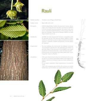 Raulí
Nombre científico	 :	 Nothofagus alpina (Poepp. et Endl.) Oerst.
Nombre común	 :	 Raulí, roblí, ruilí o ruili.
Descripción	 :	 Arbol de follaje deciduo, frondoso, de ramas nuevas erectas y rojizas.
Llega a crecer hasta 40 metros de altura. Su tronco es cilíndrico
y erecto, de unos 2 metros de diámetro. Su corteza es lisa, gris
oscura y agrietada longitudinalmente en forma regular. Tiene las
hojas más estilizadas y largas de los Nothofagus chilenos, las cuales
llegan a medir hasta 12 cm.
Distribución	 :	 En Chile crece entre las provincias de Curicó y Llanquihue, desde
los 100 hasta más de 1.000 metros de altitud. Habita en ambas
cordilleras, sobre todo en la de los Andes, de preferencia en laderas
sombrías o quebradas. También está presente en la zona andina
de Argentina.
Conservación	 :	 No tiene problemas de conservación. Sin embargo, la mayoría
de los ejemplares grandes han sido explotados para obtener su
preciada madera. Es por esto, que en la actualidad es más común
encontrarlo en forma de renovales o como individuos juveniles.
		 Está protegido en los parques nacionales Radal Siete Tazas,
Conguillío, Villarica y Puyehue.
Anecdotario	 :	 Tiene gran importancia en planes de reforestación de la zona
sur, por su crecimiento relativamente rápido (el más rápido de las
especies chilenas de Nothofagus) y por la excelente calidad de su
madera.
		 Es una especie adaptada a bajas temperaturas y resistente al
viento.
		 Tiene valor ornamental por la belleza de su forma, su colorido
otoñal (rojo), y por el tamaño y nervadura simétrica de sus hojas.
114 Arboles Nativos de Chile
 