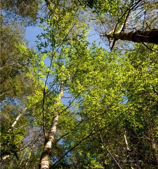 115Bosque Caducifolio
 