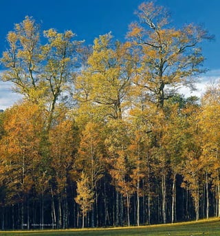 Arboles Nativos de Chile116
 