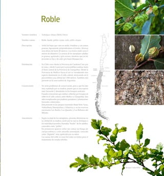 Roble
Nombre científico	 :	 Nothofagus obliqua (Mirb.) Oerst.
Nombre común	 :	 Roble, hualle, pellín, coyán, walle, pelliñ o koyam.
Descripción	 :	 Arbol de hojas que caen en otoño, frondoso y con ramas
gruesas, ligeramente perpendiculares al tronco. Alcanza
una altura de hasta 40 metros y su tronco mide unos 2
metros de diámetro. La corteza de los ejemplares adultos
es gruesa, agrietada y gris oscura, mientras que en los
juveniles es lisa y de color gris hasta blanquecina.
Distribución	 :	 En Chile crece desde la Provincia de Cardenal Caro por
la costa, y desde Curicó por la precordillera andina, hasta
el llano central de la Provincia de Llanquihue. Desde la
Provincia de Malleco hacia el sur es considerado una
especie dominante en el valle central, alcanzando en la
precordillera una altitud de 1.500 metros. También está
presente en la zona andina de Argentina.
Conservación	 :	 No tiene problemas de conservación, pese a que ha sido
muy explotado por su madera, puesto que es una especie
muy frecuente y abundante en los bosques australes.
		 Grandes extensiones que estaban cubiertas por bosques de
roble en el valle central, entre Malleco y Llanquihue, han
sido reemplazadas por praderas ganaderas y plantaciones
forestales comerciales.
		 Está presente en los parques nacionales Radal Siete Tazas,
Nahuelbuta, Huerquehue y Villarrica; y en las reservas
nacionales Los Ruiles, Los Queules y Los Bellotos del
Melado.
Anecdotario	 :	 Según la edad de los ejemplares, presenta diferencias en
la calidad de su madera, razón por la cual se distingue a
los individuos juveniles, llamados “hualle”, de los adultos,
conocidos como “pellín”.
		 En primavera aparece sobre sus ramas un hongo de
cuerpo esférico y color amarillo anaranjado, conocido
como “digüeñe”, muy apetecido por su sabor.
		 Las ramas del roble se usan hervidas en baños para el
tratamiento de estados febriles.
117Bosque Caducifolio
 