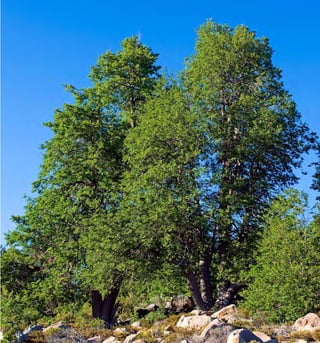 119Bosque Caducifolio
 