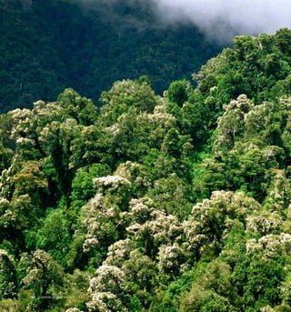 Arboles Nativos de Chile122
 