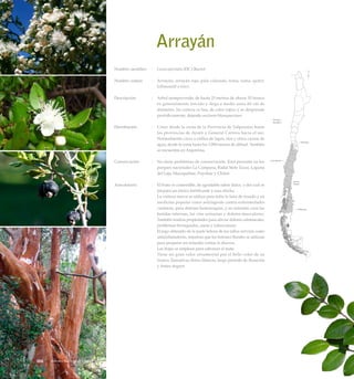 Arrayán
Nombre científico	 :	 Luma apiculata (DC.) Burret
Nombre común	 :	 Arrayán, arrayán rojo, palo colorado, temu, rama, quitri,
kollimamüll o kütri.
Descripción	 :	 Arbol siempreverde, de hasta 25 metros de altura. El tronco
es generalmente torcido y llega a medir unos 60 cm de
diámetro. Su corteza es lisa, de color rojizo y se desprende
periódicamente, dejando sectores blanquecinos.
Distribución	 :	 Crece desde la costa de la Provincia de Valparaíso hasta
las provincias de Aysén y General Carrera hacia el sur.
Normalmente crece a orillas de lagos, ríos y otros cursos de
agua, desde la costa hasta los 1.000 metros de altitud. También
se encuentra en Argentina.
Conservación	 :	 No tiene problemas de conservación. Está presente en los
parques nacionales La Campana, Radal Siete Tazas, Laguna
del Laja, Huerquehue, Puyehue y Chiloé.
Anecdotario	 :	 El fruto es comestible, de agradable sabor dulce, y del cual se
prepara un tónico fortificante y una chicha.
		 La corteza nueva se utiliza para teñir la lana de rosado y en
medicina popular como astringente contra enfermedades
cutáneas, para detener hemorragias, y en infusión cura las
heridas internas, las vías urinarias y dolores musculares.
También tendría propiedades para aliviar dolores estomacales,
problemas bronquiales, asma y tuberculosis.
		 El jugo obtenido de la parte leñosa de los tallos serviría como
antiinflamatorio, mientras que los botones florales se utilizan
para preparar un remedio contra la diarrea.
		 Las hojas se emplean para saborear el mate.
		 Tiene un gran valor ornamental por el bello color de su
tronco, llamativas flores blancas, largo período de floración
y frutos negros.
Arboles Nativos de Chile124
 