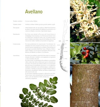 Avellano
Nombre científico	 :	 Gevuina avellana Molina
Nombre común	 :	 Avellano, avellano chileno, gevuín, gevuíñ, nefuén o ngüfü.
Descripción	 :	 Arbol siempreverde, de copa globosa. Mide hasta 20 metros
de altura y su tronco alcanza un diámetro de unos 60 cm. La
corteza es delgada, cenicienta y ligeramente rugosa.
Distribución	 :	 En Chile crece desde la Provincia de Curicó hasta el
archipiélago de las Guaitecas, en la Provincia de Aysén. Crece
en condiciones variadas de suelo y luz, no forma bosques
puros y habita en los faldeos tanto de la Cordillera de la Costa
como de los Andes. También está presente en Argentina.
Conservación	 :	 No tiene problemas de conservación. No obstante, los
ejemplares de mayor tamaño son muy escasos, ya que en su
mayoría fueron explotados por su madera. Está presente en
los parques nacionales Radal Siete Tazas, Tolhuaca, Chiloé y
Alerce Andino; y en las reservas nacionales Altos de Lircay,
Bellotos del Melado, Los Ruiles y Los Queules.
Anecdotario	 :	 Sus frutos, las avellanas, son de muy buen sabor, se consumen
tostados, hervidos o molidos y son empleados en repostería
o como sucedáneo del café.
		 En zonas rurales, con abundancia de avellanos, se acostumbra
soltar cerdos bajo dichos árboles para que se alimenten de
sus frutos. El consumo de avellana chilena es recomendado
para personas con problemas nerviosos, y se le adjudican
cualidades medicinales como antihemorrágica y antidiarreica.
Las hojas y ramillas se usan para arreglos florales dada su
hermosura y durabilidad. Además, las hojas se emplean para
teñir lana de color café.
		 Es una especie empleada en parques y calles del sur de Chile.
Tiene un gran valor ornamental por sus hermosas hojas y
flores, y por sus llamativos frutos, siendo muy
cultivada en Inglaterra.
127Bosque Laurifolio Valdiviano
 