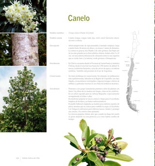 Canelo
Nombre científico	 :	 Drimys winteri J.Forst. et G.Forst.
Nombre común	 :	 Canelo, boique, voigue, fuñe, foye, choól, school, kalchenika, aikush,
ukushta o ushkuta.
Descripción	 :	 Arbol siempreverde, de copa piramidal, a menudo compacta. Llega
a medir hasta 30 metros de altura y su tronco 1 metro de diámetro.
La corteza es gruesa, lisa, blanda y de color grisáceo. Sus hojas son
de las más grandes en la flora arbórea chilena, miden entre 5 a 15
cm, con una notoria diferencia de coloración entre la cara superior
que es verde claro y la inferior, verde grisácea o blanquecina.
Distribución	 :	 En Chile se encuentra desde la Provincia de Limarí hasta la Antártica
Chilena, desde el nivel del mar hasta los 1.700 metros de altitud. Se
asocia a ambientes húmedos, cerca de cursos de agua o en laderas
sombrías. También está presente en el sur de Argentina.
Conservación	 :	 No tiene problemas de conservación. No obstante, las poblaciones
más septentrionales, ubicadas en la Región de Coquimbo, son muy
frágiles, al encontrarse restringidas a algunos bosques relictos de
neblina y quebradas insertas en un clima de tendencia desértica.
Anecdotario	 :	 Pertenece a un grupo sumamente primitivo entre las plantas con
flores. Las fibras de su madera son largas, como en las coníferas.
		 Es un árbol sagrado para la cultura Mapuche, especialmente
acompañando al rehue o altar.
		 En medicina popular se usa la corteza y hojas para el escorbuto,
limpieza de heridas y en baños antirreumáticos.
		 El pueblo Selknam empleaba su madera para elaborar arpones de
pesca, mientras que su corteza para combatir la caspa y el escorbuto.
Los Yahgan lo utilizaron para elaborar lanzas, alinear y proteger
sus canoas, y la corteza como pimienta.
		 La creencia popular chilota, dice que cuando las hojas del canelo
se giran dejando su cara plomiza a la vista, habrá cambio de
tiempo.
128 Arboles Nativos de Chile
 