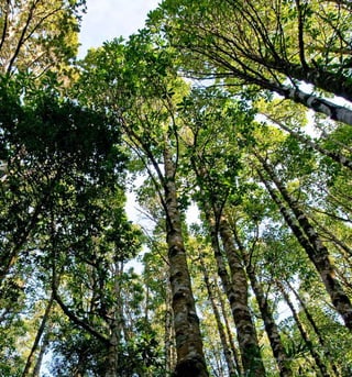 129Bosque Laurifolio Valdiviano
 