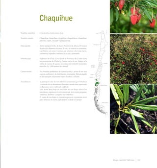 Chaquihue
Nombre científico	 :	 Crinodendron hookerianum Gay
Nombre común	 :	 Chaquihue, chaquihua, chequehue, chaquehigua, chaquehua,
polizón, copió, coicopió o patagua roja.
Descripción	 :	 Arbol siempreverde, de hasta 8 metros de altura. El tronco
alcanza un diámetro de unos 30 cm y la corteza es cenicienta.
Las flores son muy vistosas, de pétalos color rojo-lacre,
carnosos y felpudos, similares a un ají o pimentón.
Distribución	 :	 Endémico de Chile. Crece desde la Provincia de Cautín hasta
las provincias de Chiloé y Palena hacia el sur. Habita a la
orilla de cursos de agua o en zonas con bastante humedad,
entre los 5 y 1.050 metros de altitud.
Conservación	 :	 No presenta problemas de conservación, a pesar de ser una
especie endémica y de distribución restringida. Está protegido
en los parques nacionales Alerce Andino y Chiloé.
Anecdotario	 :	 El principal valor de este árbol es ornamental, por la belleza
y colorido de su abundante floración, siendo muy apreciado
en Europa y poco cultivado en Chile.
		 Una dosis muy baja de infusión de sus hojas alivia las
torceduras, regulariza el ciclo menstrual, sirve como purgante,
vomitivo, abortivo y expulsa las lombrices.
		 El zumo de sus hojas es venenoso, pero en cocimiento sirve
para eliminar la sarna, aplicándola en todo el cuerpo.
131Bosque Laurifolio Valdiviano
 
