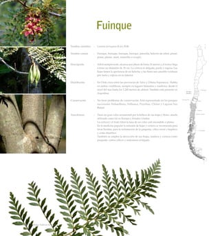 Fuinque
Nombre científico	 :	 Lomatia ferruginea (Cav.) R.Br.
Nombre común	 :	 Fuinque, huinque, buinque, huinqui, palmilla, helecho de árbol, piuné,
pinue, plume, moré, romerillo o wengkü.
Descripción	 :	 Arbol siempreverde, alcanza una altura de hasta 10 metros y el tronco llega
a tener un diámetro de 30 cm. La corteza es delgada, parda y rugosa. Las
hojas tienen la apariencia de un helecho, y las flores son amarillo-verdosas
por fuera y rojizas en su interior.
Distribución	 :	 En Chile crece entre las provincias de Talca y Última Esperanza. Habita
en ambas cordilleras, siempre en lugares húmedos y sombríos, desde el
nivel del mar hasta los 1.200 metros de altitud. También está presente en
Argentina.
Conservación	 :	 No tiene problemas de conservación. Está representado en los parques
nacionales Nahuelbuta, Tolhuaca, Puyehue, Chiloé y Laguna San
Rafael.
Anecdotario	 :	 Tiene un gran valor ornamental por la belleza de sus hojas y flores, siendo
utilizado como tal en Europa y Estados Unidos.
		 La corteza y el fruto tiñen la lana de un color café encendido o plomo.
		 En la medicina popular la infusión de hojas y corteza se recomienda para
lavar heridas, para la inflamación de la garganta, cólico renal o hepático
y como diurético.
		 También se emplea la decocción de sus hojas, madera y corteza como
purgante, contra cólicos y malestares al hígado.
132 Arboles Nativos de Chile
 